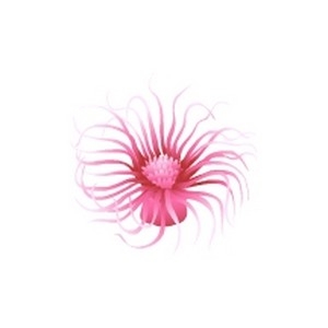 Pink Tube Anemone